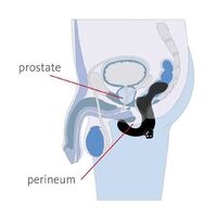 6.5" Duke Prostate Massager